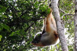 Image of Diadem Sifaka