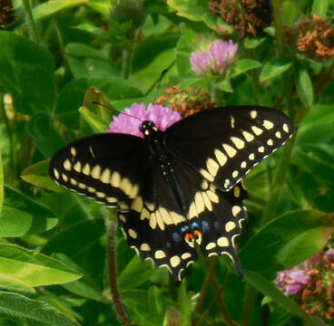 Image of Black Swallowtail