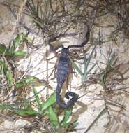 Image of Florida Bark Scorpion