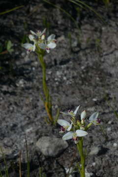 Image of Disa bivalvata (L. fil.) T. Durand & Schinz