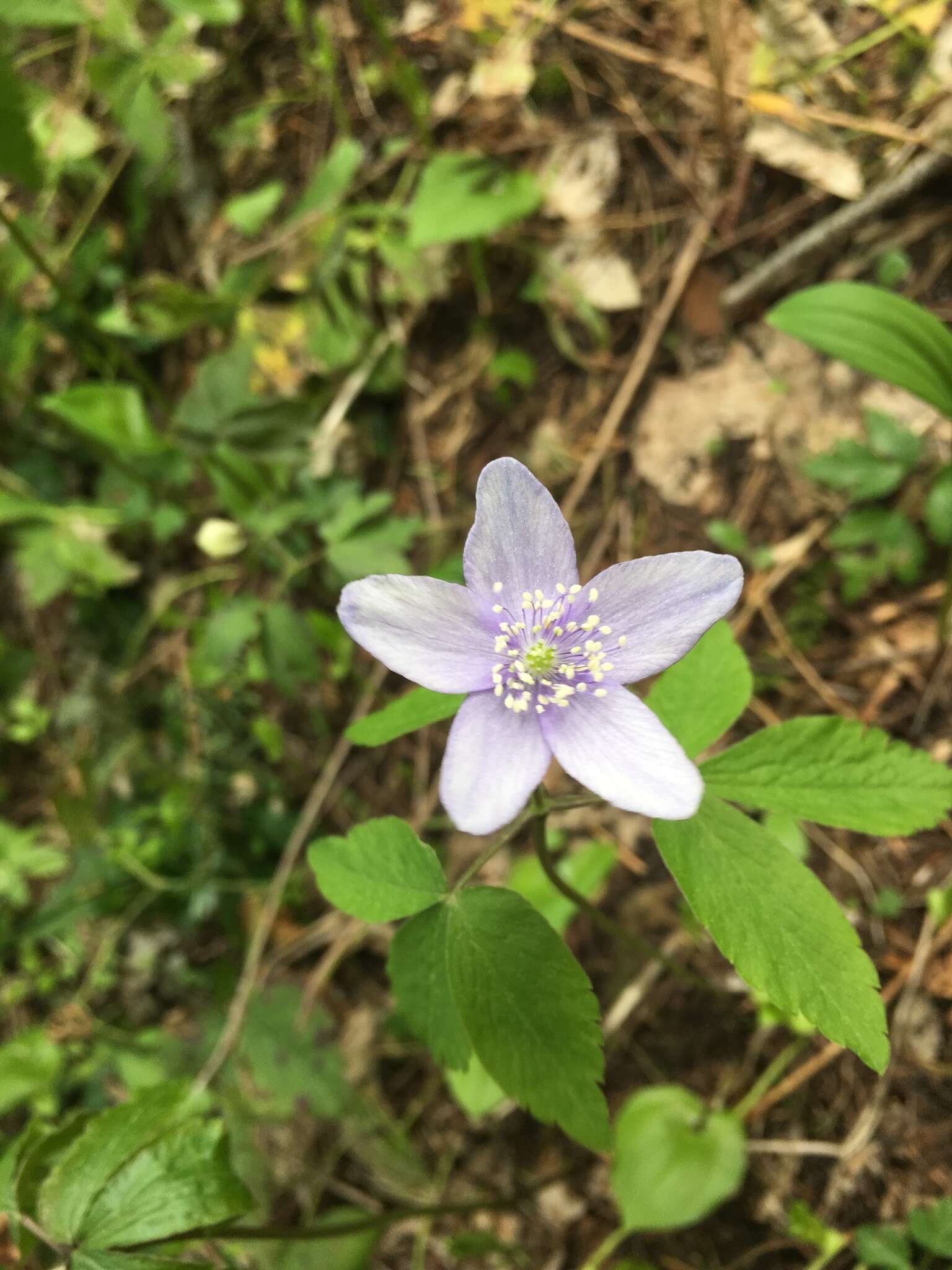 Image of Blue Windflower