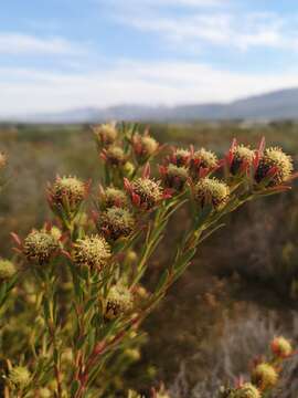 Image of <i>Leucadendron lanigerum</i> var. <i>laevigatum</i>