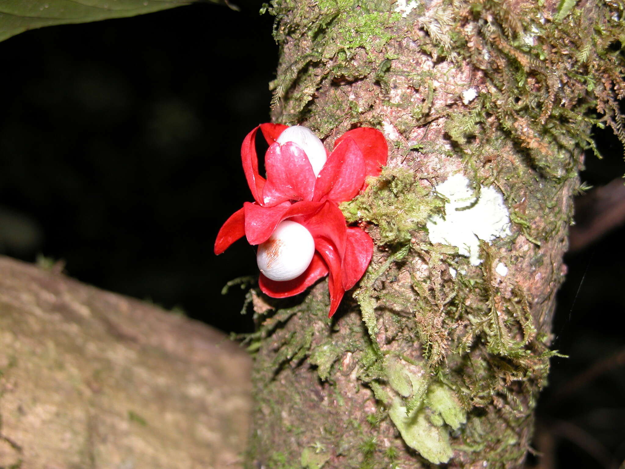 Image of Heisteria insculpta Sleum.