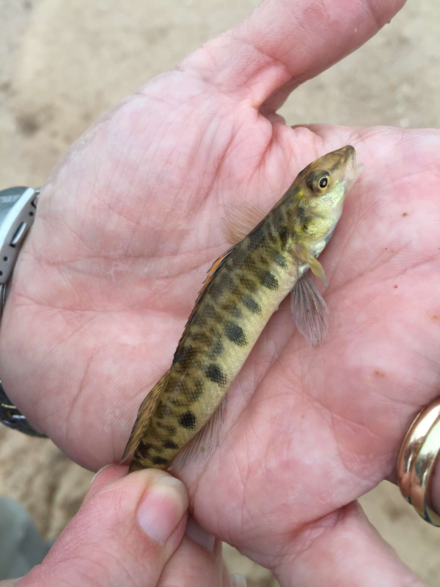 Image of Texas logperch