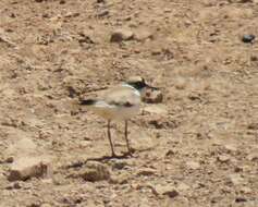 Image de Charadrius dubius curonicus Gmelin & JF 1789