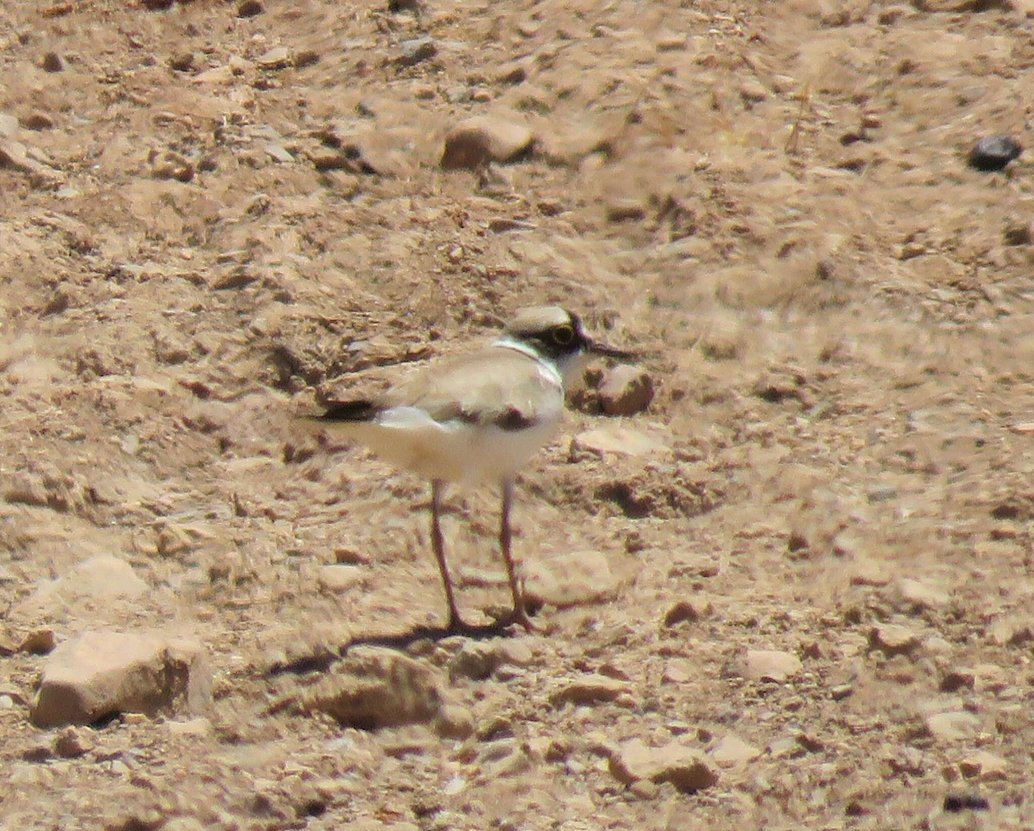 Image de Charadrius dubius curonicus Gmelin & JF 1789