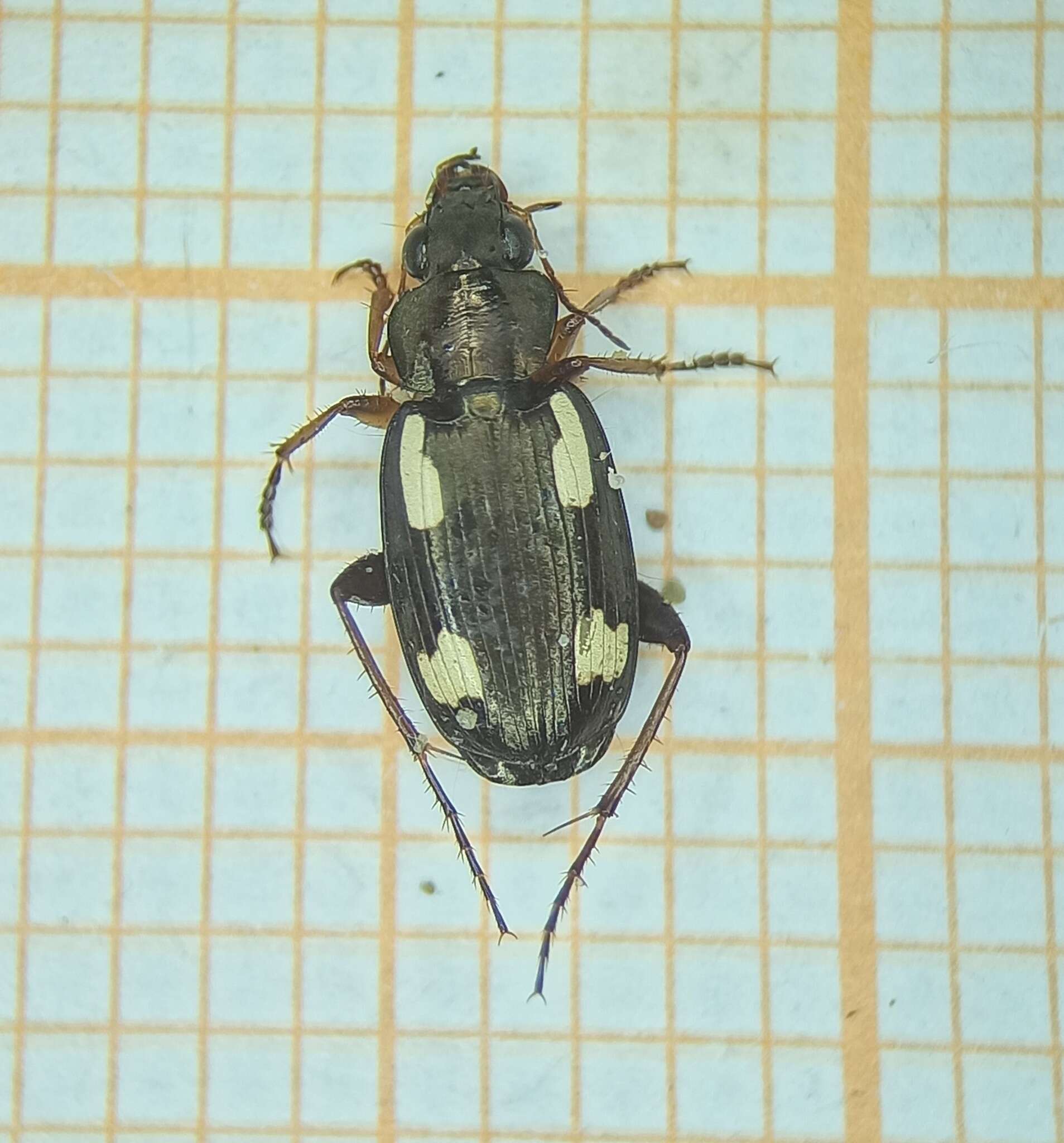 Image of Tetragonoderus (Tetragonoderus) quadrinotatus (Fabricius 1798)