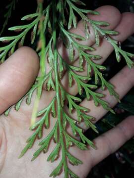 Image of Asplenium subflexuosum Rosenst.