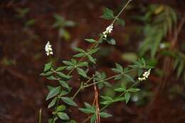 Слика од Polygala aparinoides Hook. & Arn.