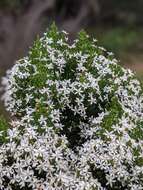 Image de Olearia teretifolia (Sond.) F. Müll.