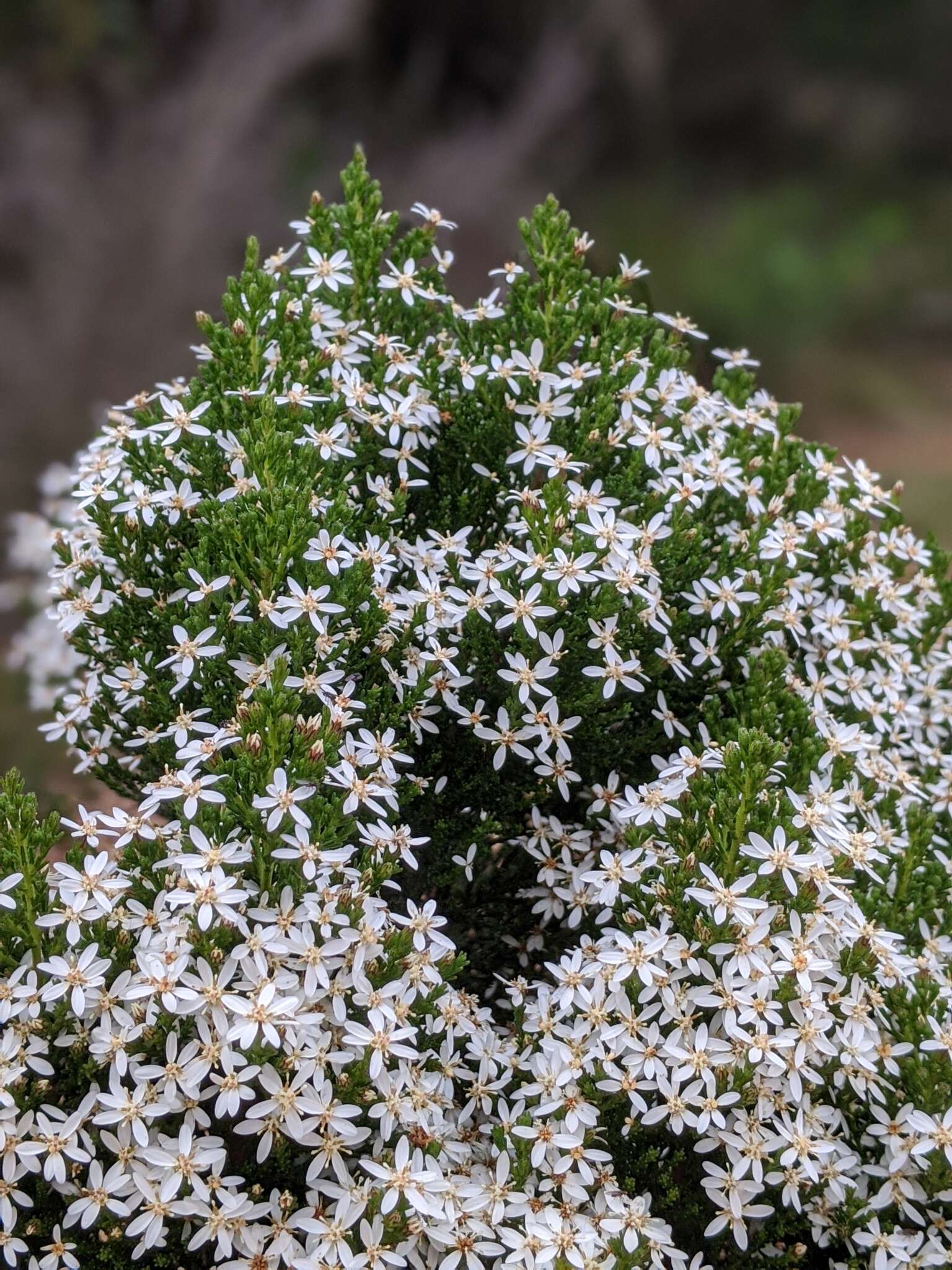 Image de Olearia teretifolia (Sond.) F. Müll.