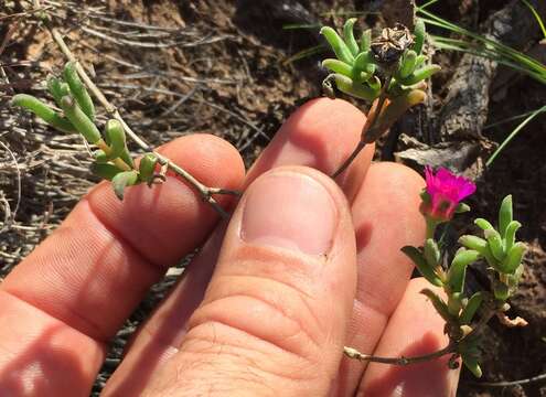 Image of Delosperma neethlingiae (L. Bol.) Schwant.