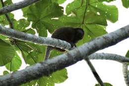 Image of Coppery Titi Monkey