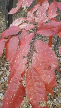 Image de Oxydendrum