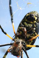 صورة Trichonephila senegalensis annulata (Thorell 1859)