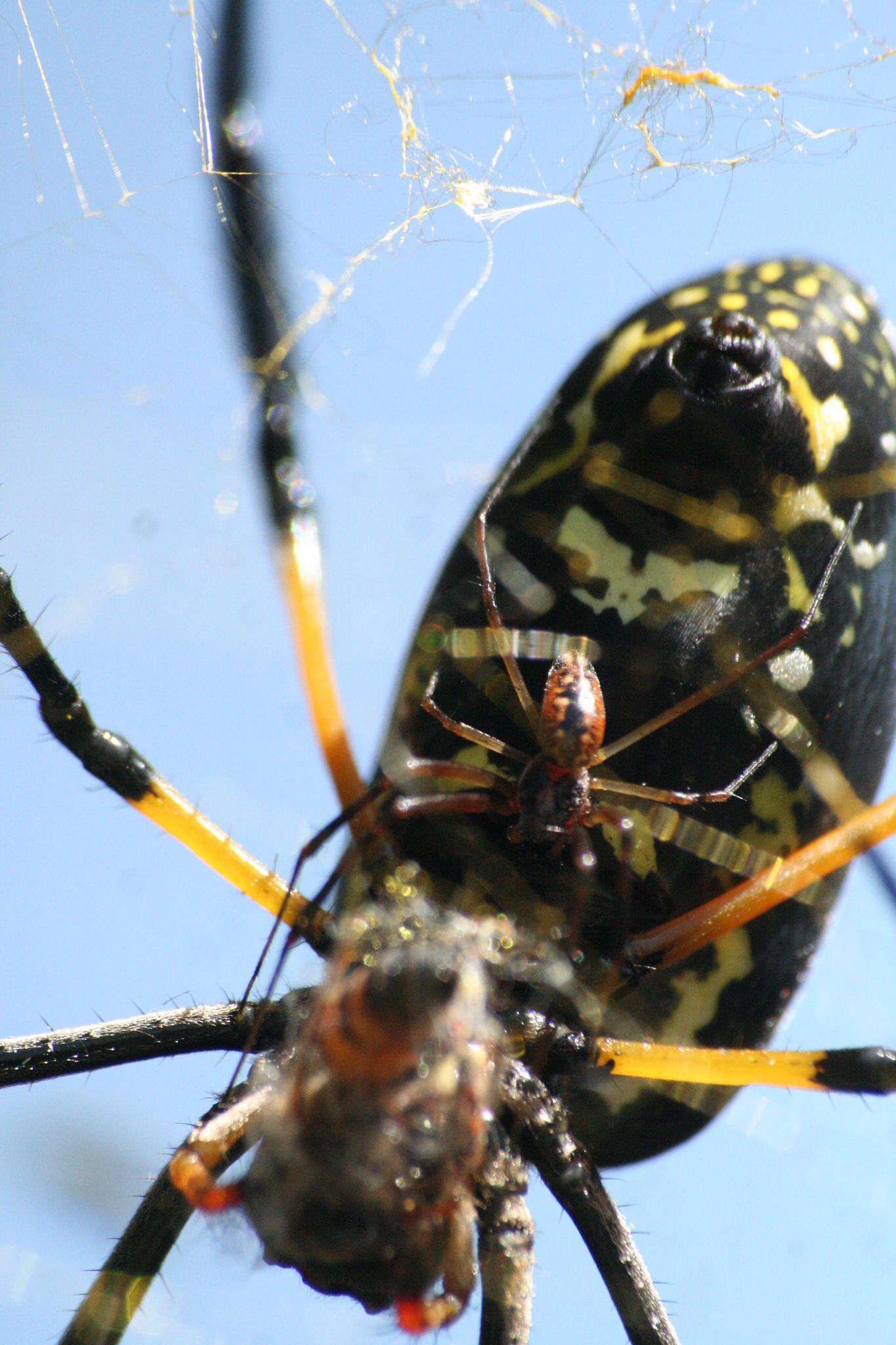 Imagem de Trichonephila senegalensis annulata (Thorell 1859)