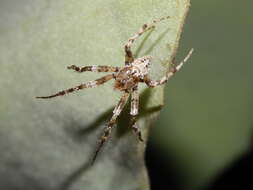 Image of Pararaneus cyrtoscapus (Pocock 1898)