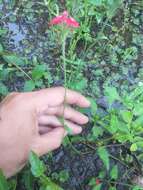 Image of crisped mock vervain