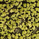 Image of largespore map lichen