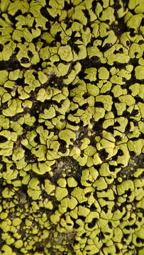 Image of largespore map lichen