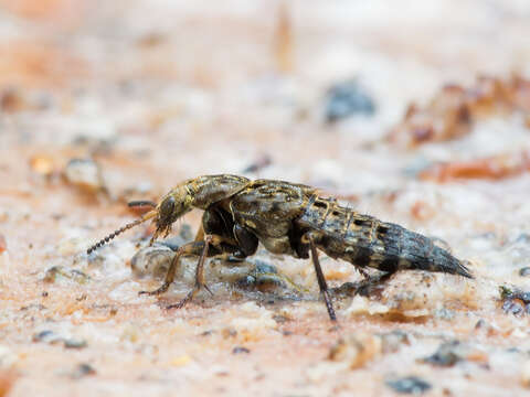 Image of Ontholestes tessellatus (Geoffroy 1785)