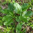 Image of Arum besserianum Schott