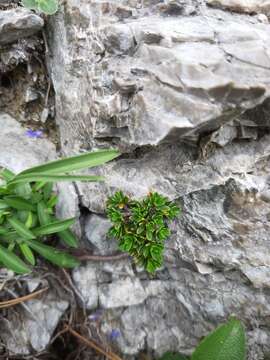 Image of Daphne petraea Leybold