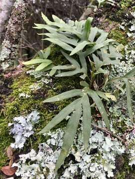 Image of Pleopeltis pleopeltifolia (Raddi) Alston