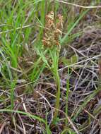 Image of false daisyleaf moonwort