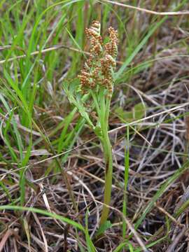 Image of false daisyleaf moonwort