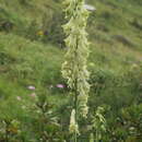 Aconitum lycoctonum subsp. neapolitanum (Ten.) Nyman的圖片