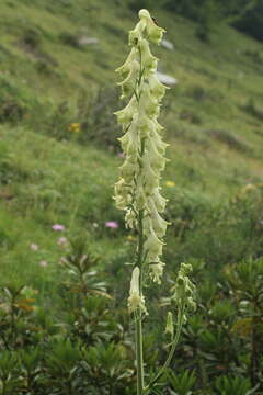 Aconitum lycoctonum subsp. neapolitanum (Ten.) Nyman resmi