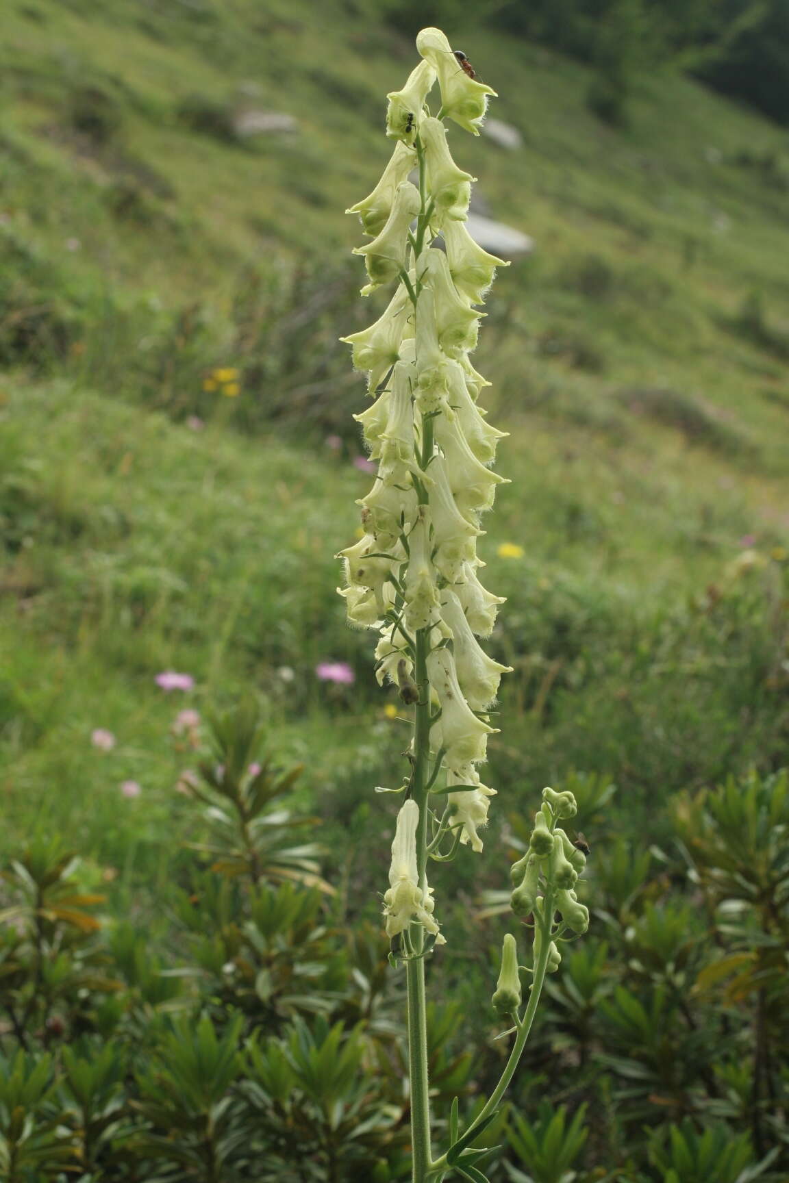 Imagem de Aconitum lycoctonum subsp. neapolitanum (Ten.) Nyman