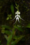 Image of Doll orchid