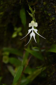 Image of Doll orchid