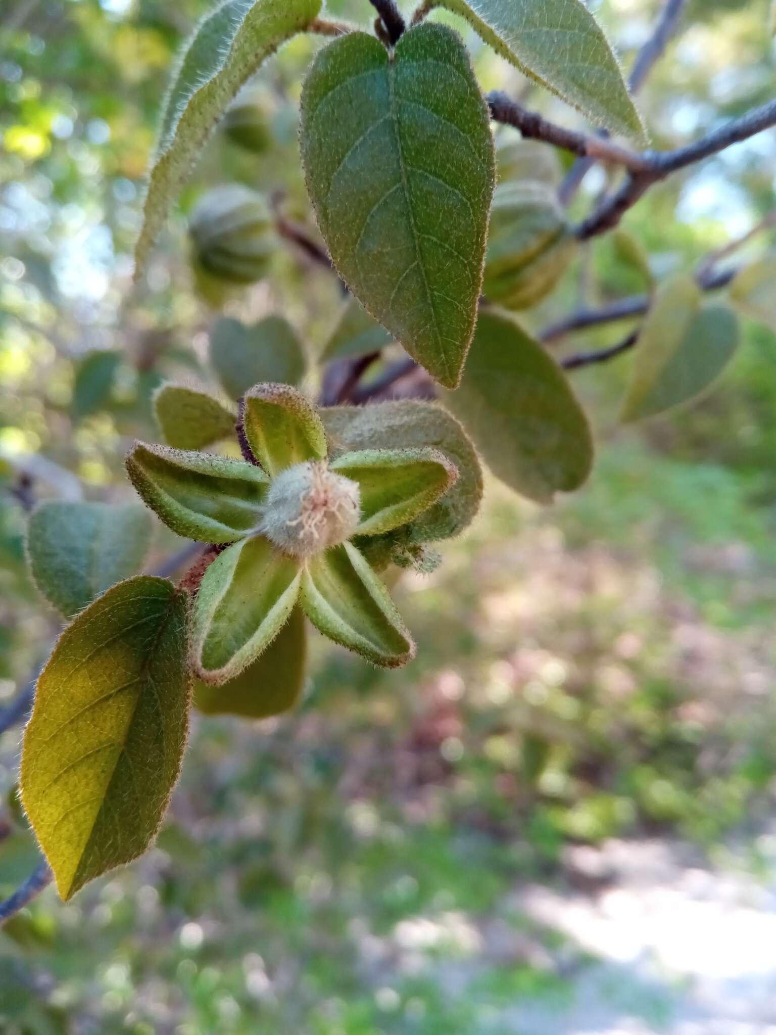 Image of Croton danguyanus Leandri