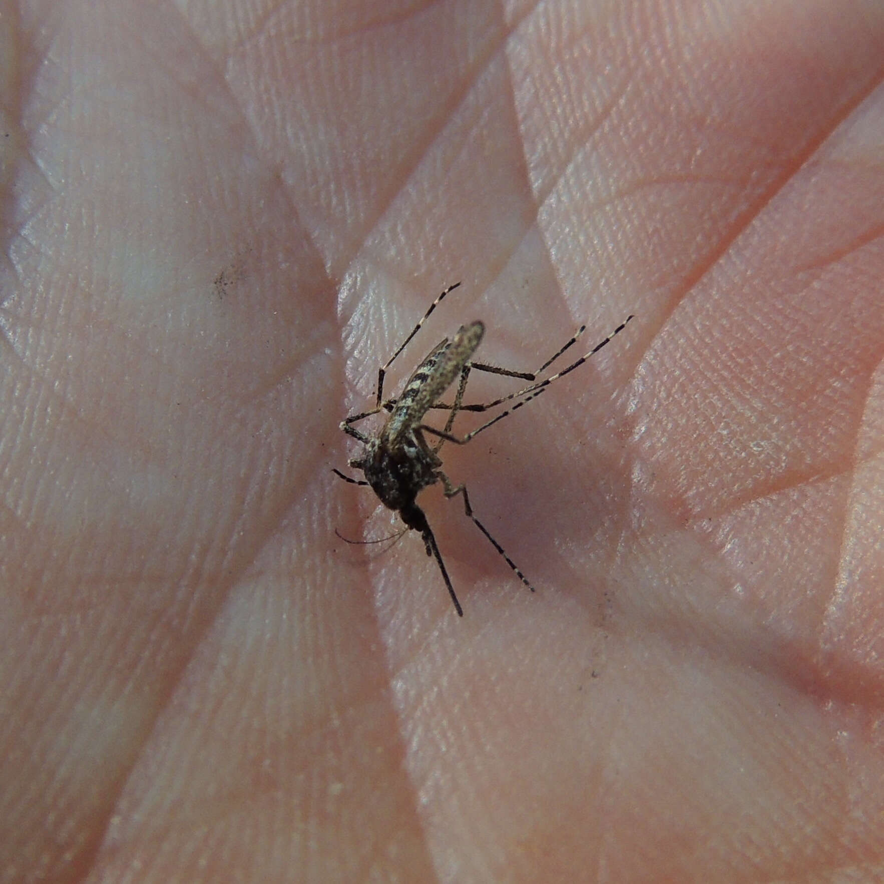 Image of Aedes grossbecki Dyar & Knab 1906