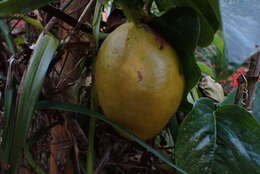 Plancia ëd Passiflora alata Curtis