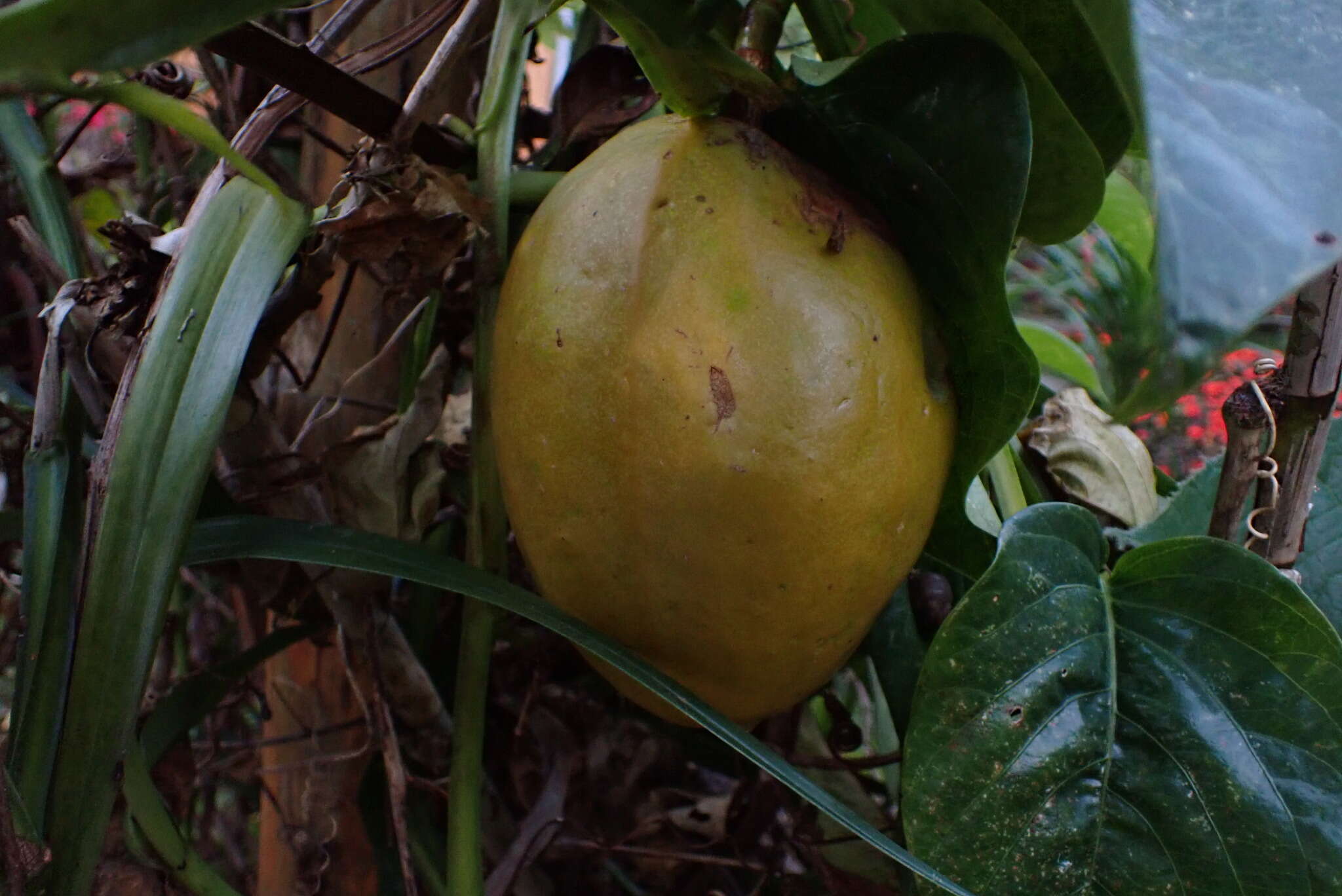 Sivun Passiflora alata Curtis kuva