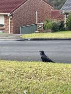 Imagem de Corvus coronoides coronoides Vigors & Horsfield 1827