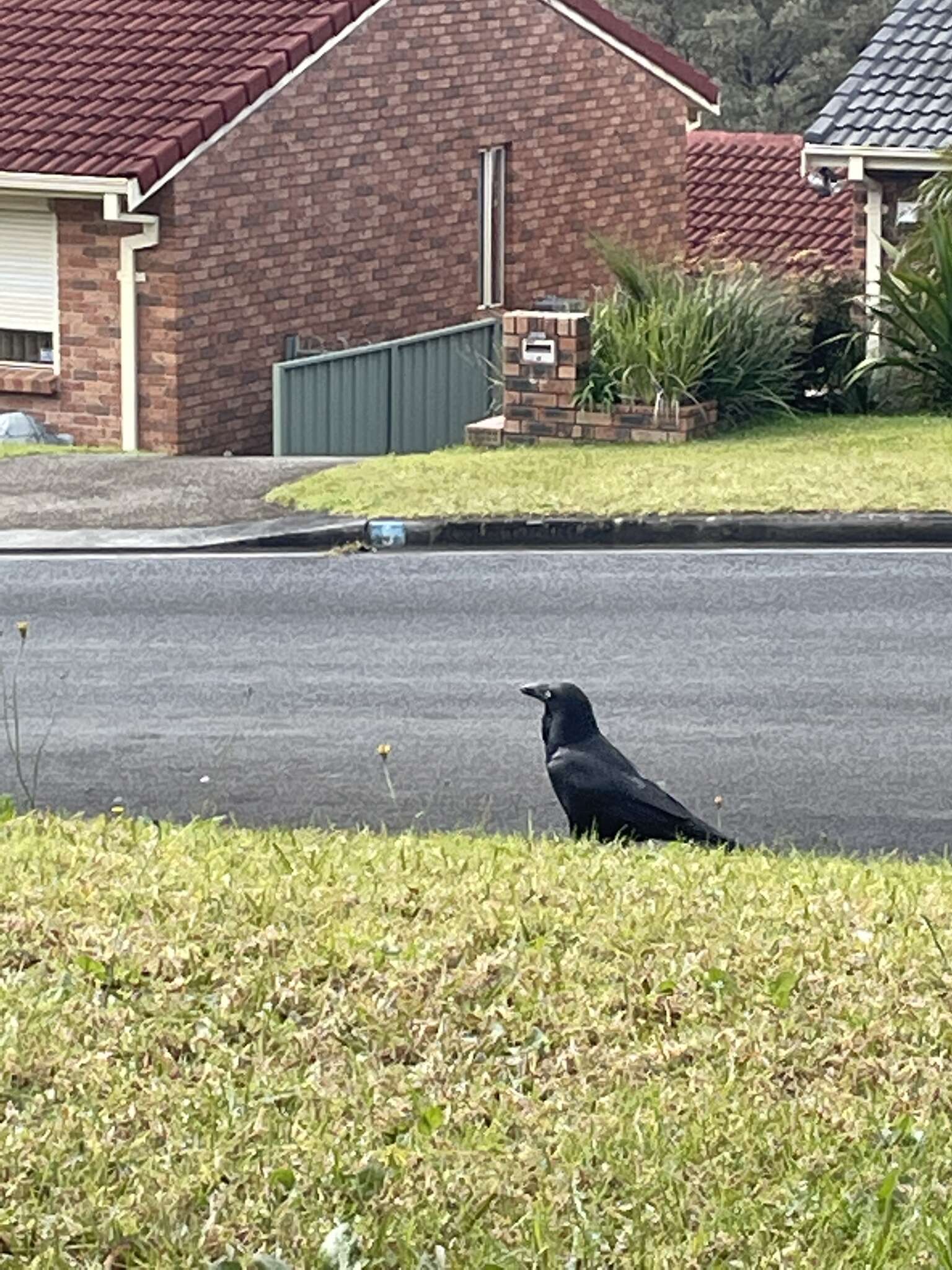 Imagem de Corvus coronoides coronoides Vigors & Horsfield 1827