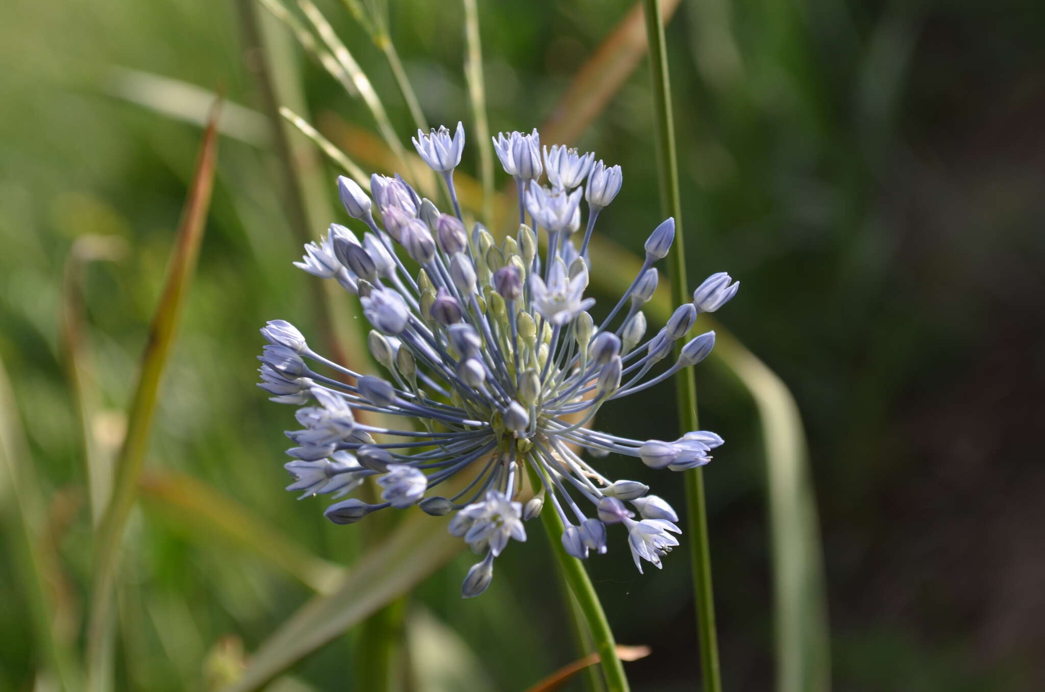 Image of Allium caesium Schrenk