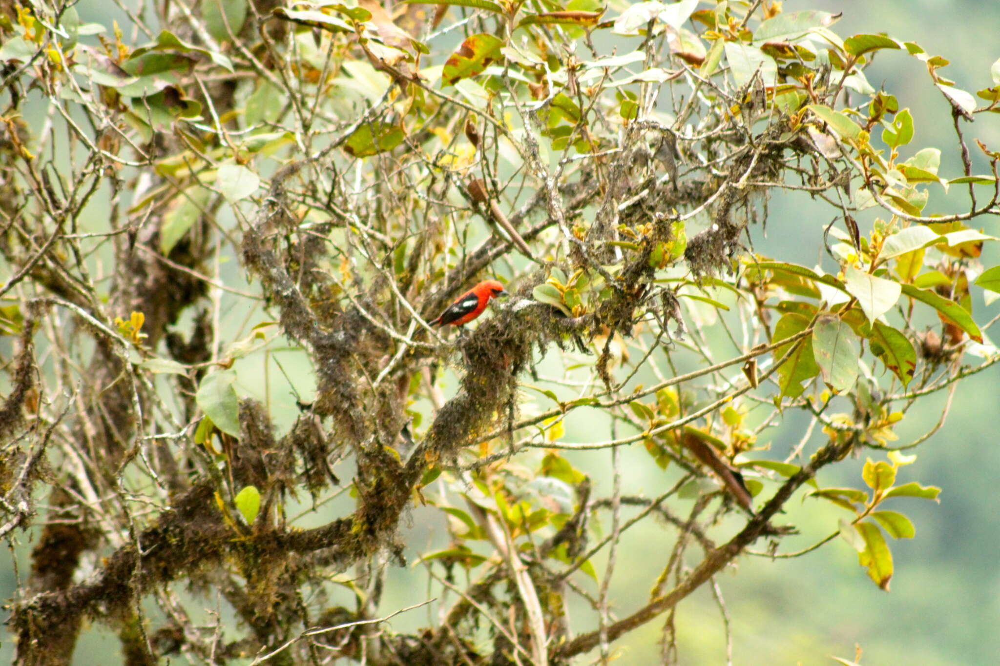 Plancia ëd Piranga leucoptera Trudeau 1840