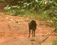 Image of Black Duiker