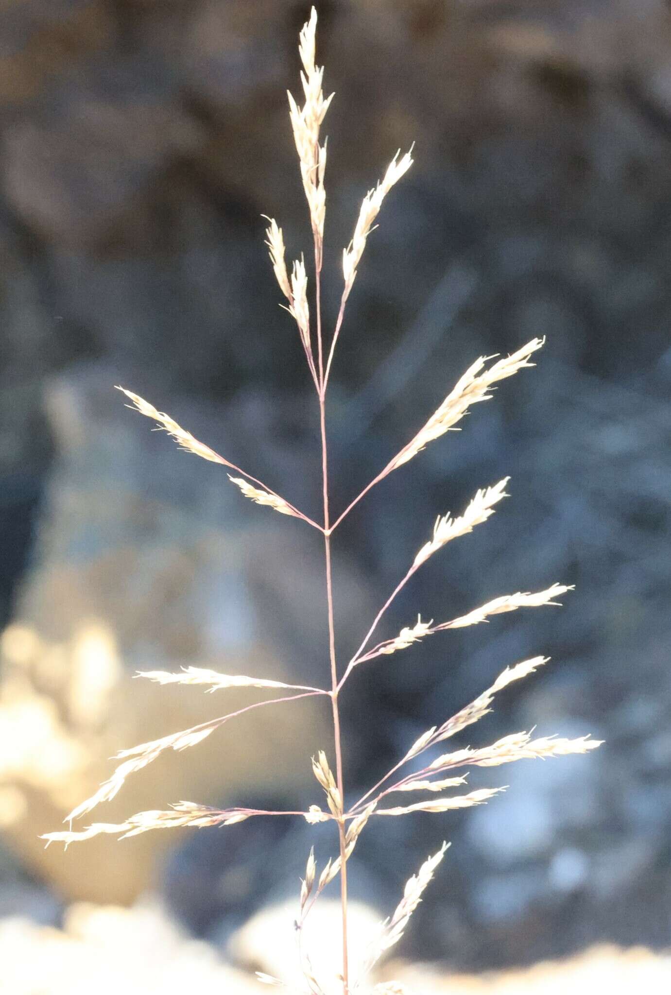 Image of Hawaii Alpine Hair Grass