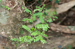 Image of Gleditsia rolfei S. Vidal