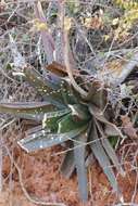 Image of Gasteria excelsa Baker