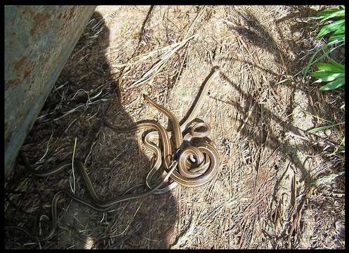 Image of Shorthead Garter Snake