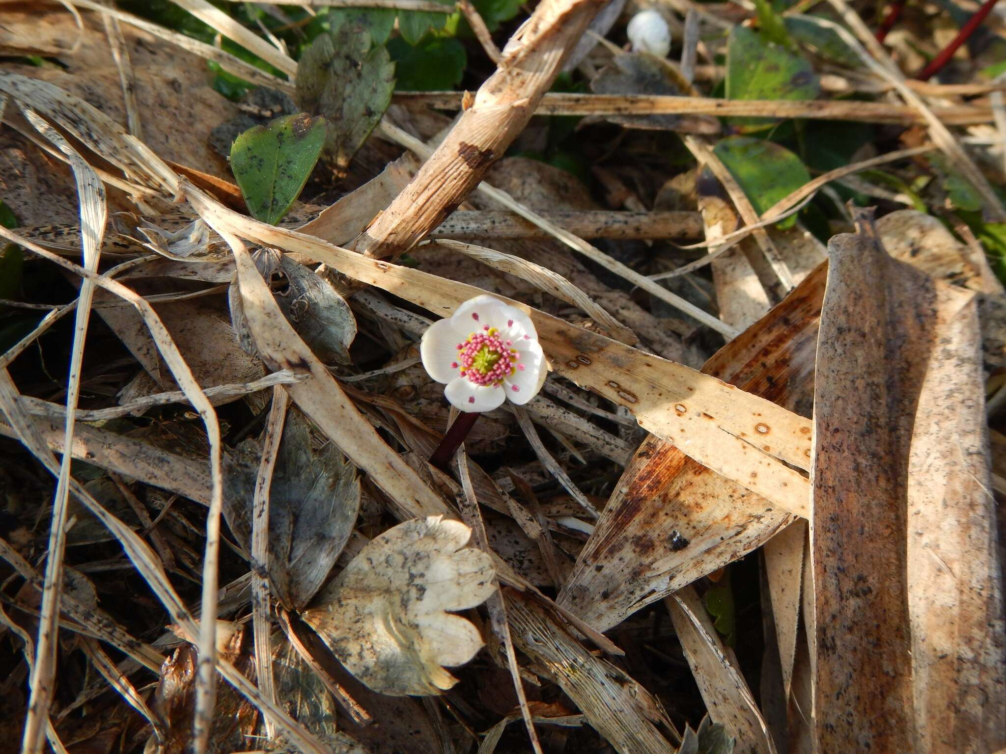 Image of Coptis trifoliolata (Makino) Makino