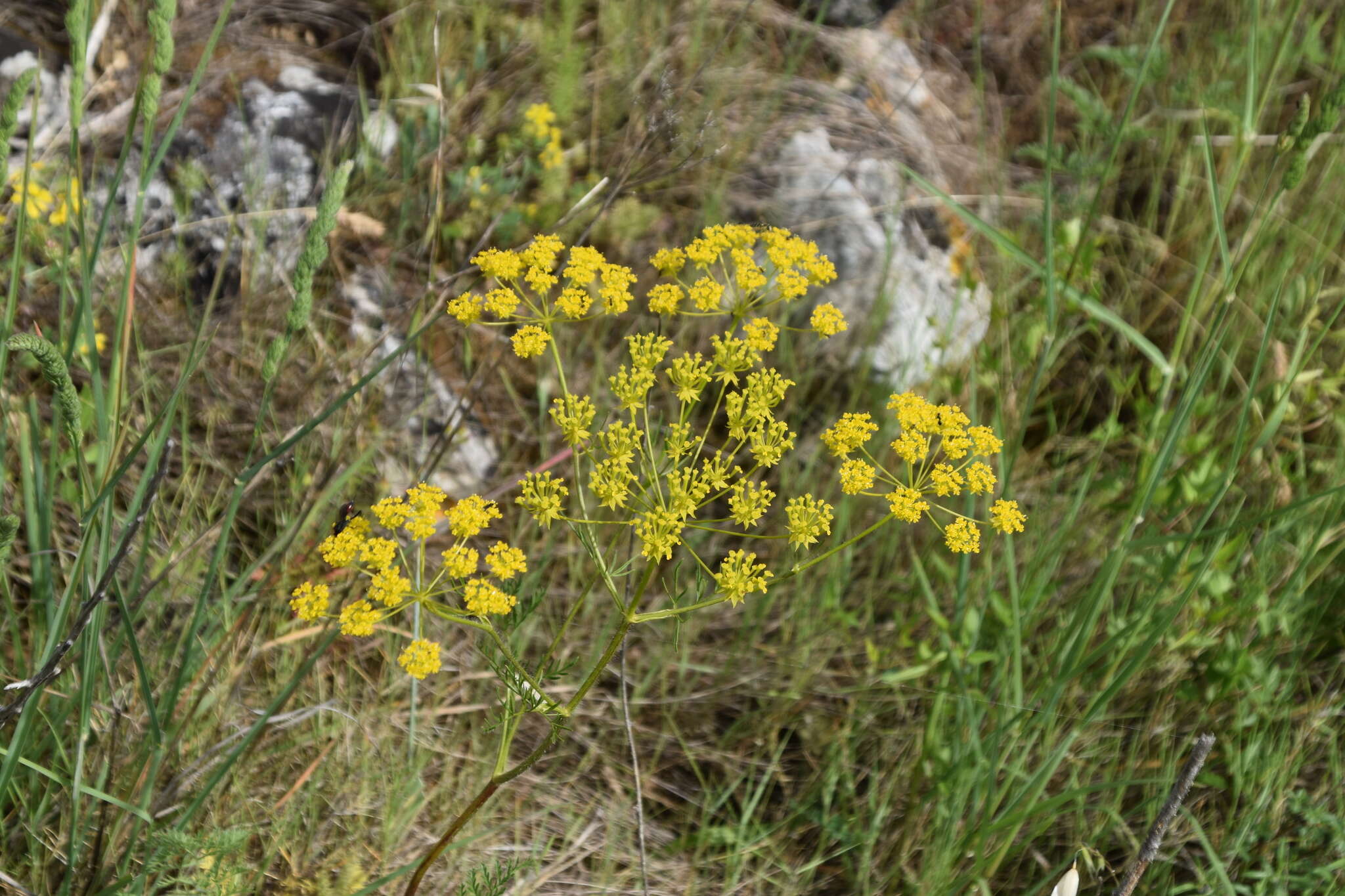 صورة Chaerophyllum coloratum L.